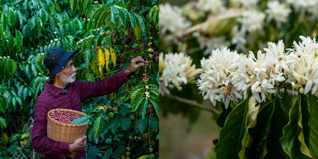 Regenerative Agriculture, Permaculture, Natural: What Do Those Phrases Actually Ruthless In Espresso? Regenerative Agriculture, Permaculture, Natural: What Do Those Phrases Actually Ruthless In Espresso?