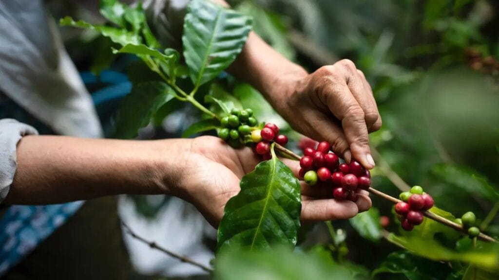 EU Delays the Deforestation Legislation (EUDR) to December 2025 EU Delays the Deforestation Legislation (EUDR) to December 2025