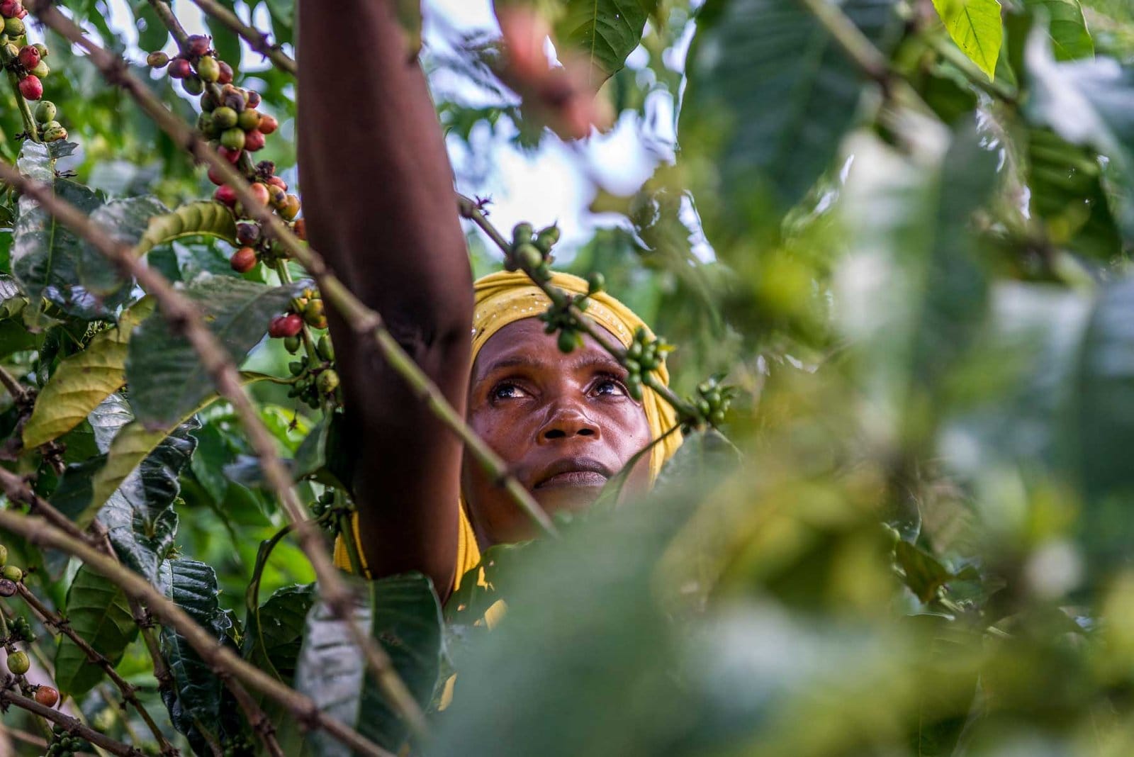 4 Unutilized Sustainability Schemes Align With World Espresso Sustainability Requirements 4 Unutilized Sustainability Schemes Align With World Espresso Sustainability Requirements