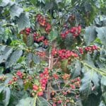 Provide Issues Force Espresso Costs to Unused Highs