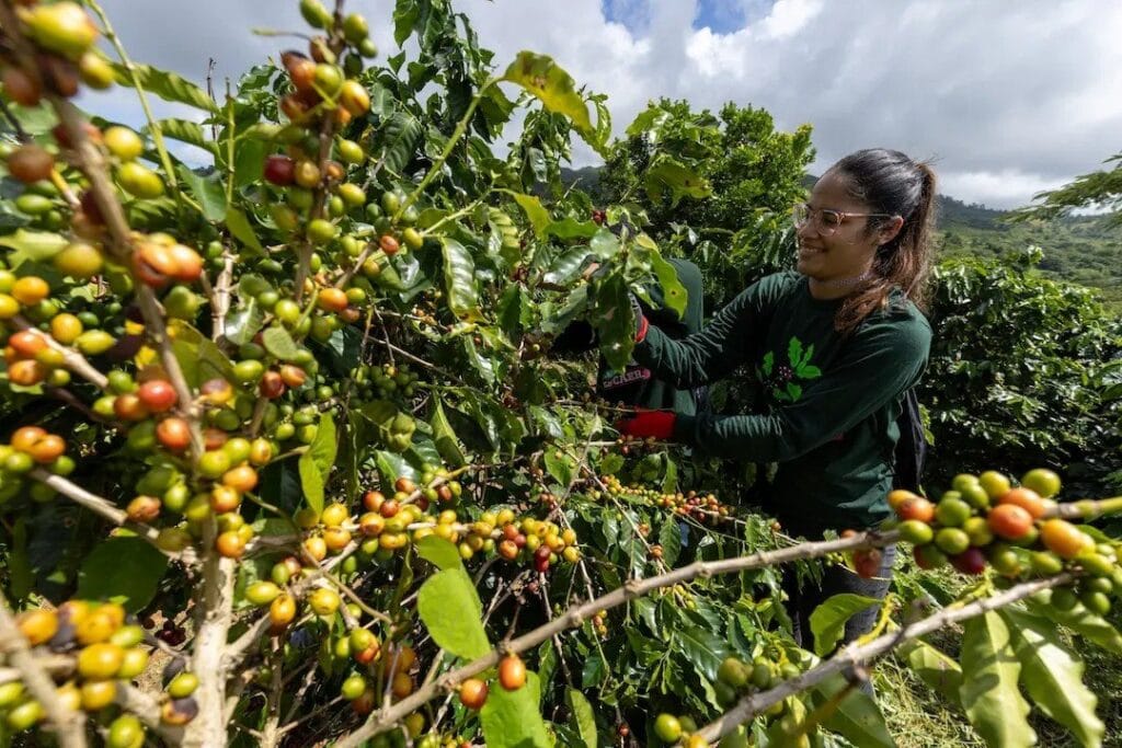 Arabica Espresso Costs Crash Report Top: What’s Going Down Within The Espresso Marketplace? Arabica Espresso Costs Crash Report Top: What’s Going Down Within The Espresso Marketplace?
