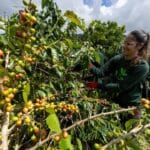 Arabica Espresso Costs Crash Report Top: What’s Going down within the Espresso Marketplace?