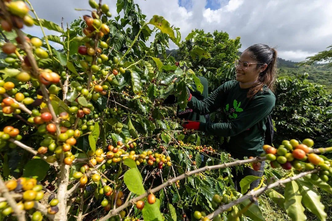 Arabica Espresso Costs Crash Report Top: What’s Going Down Within The Espresso Marketplace? Arabica Espresso Costs Crash Report Top: What’s Going Down Within The Espresso Marketplace?