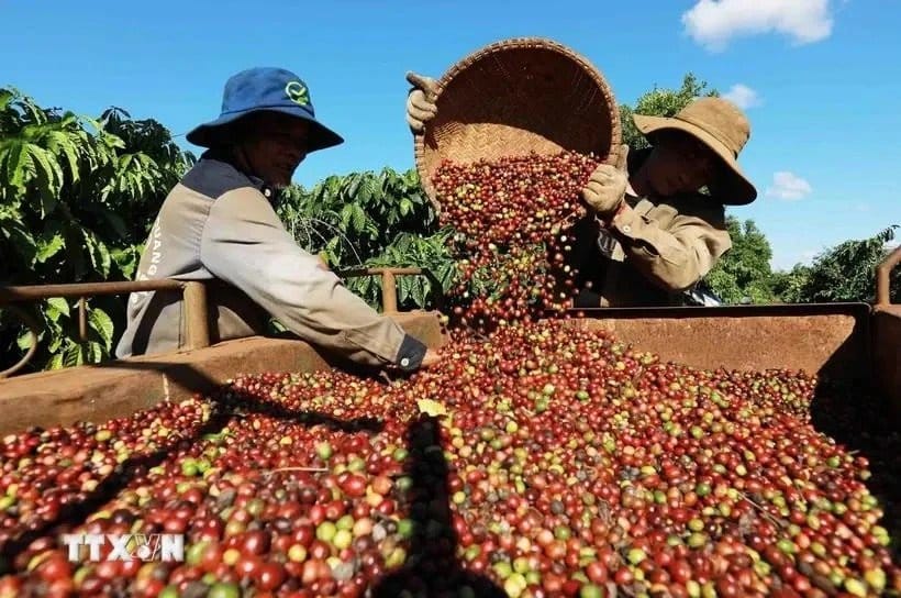 Can Vietnam And Indonesia Make Amends For Brazil’S Decrease In Espresso Manufacturing? Can Vietnam And Indonesia Make Amends For Brazil’S Decrease In Espresso Manufacturing?