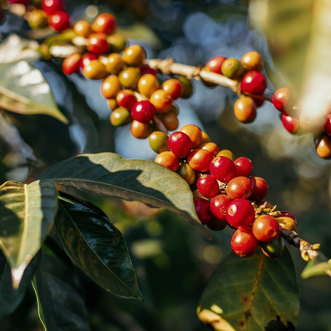 2024.. A Year Of Challenges And Triumphs For The Global Coffee Market 2024.. A Year Of Challenges And Triumphs For The Global Coffee Market