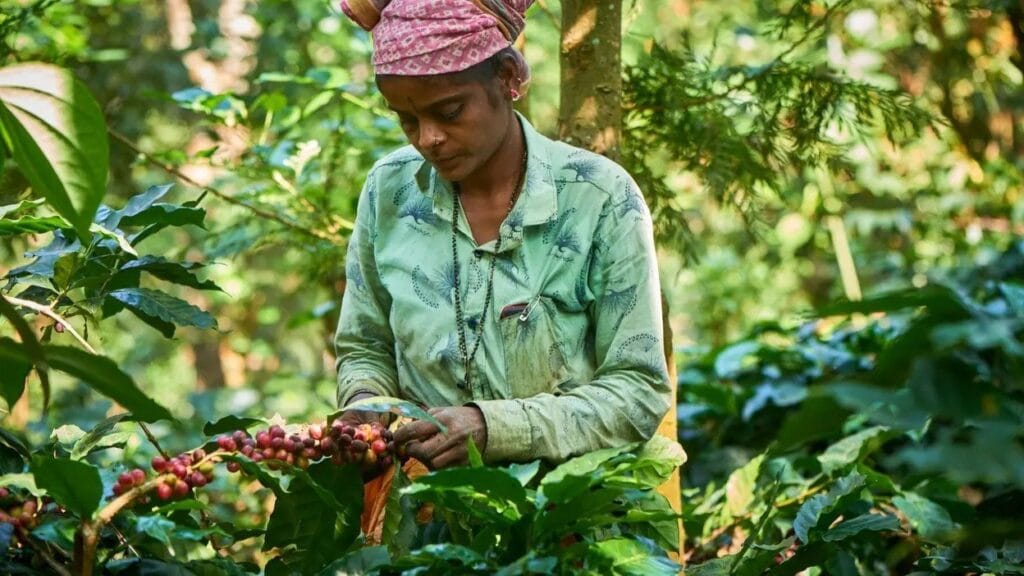 India Brews Historic Milestone: Coffee Exports Surpass  Billion Mark in Record Surge