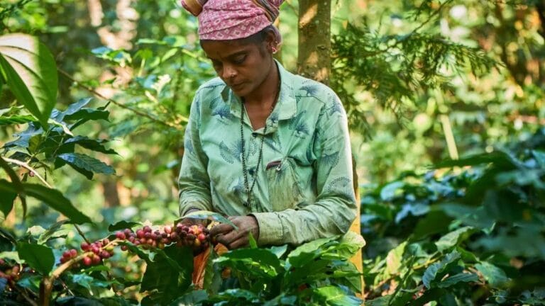 India Brews Historic Milestone: Coffee Exports Surpass  Billion Mark in Record Surge