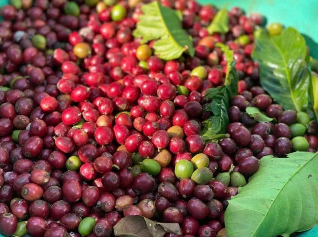 Coffee Board Of India To Introduce National Certifications For Coffee Producers Coffee Board Of India To Introduce National Certifications For Coffee Producers