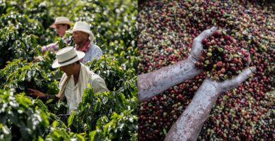 Interest In Honduran Coffee Is Growing: What Do Buyers Need To Know? Interest In Honduran Coffee Is Growing: What Do Buyers Need To Know?