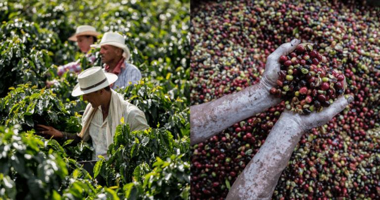 Interest in Honduran coffee is growing: What do buyers need to know? Interest in Honduran coffee is growing: What do buyers need to know?