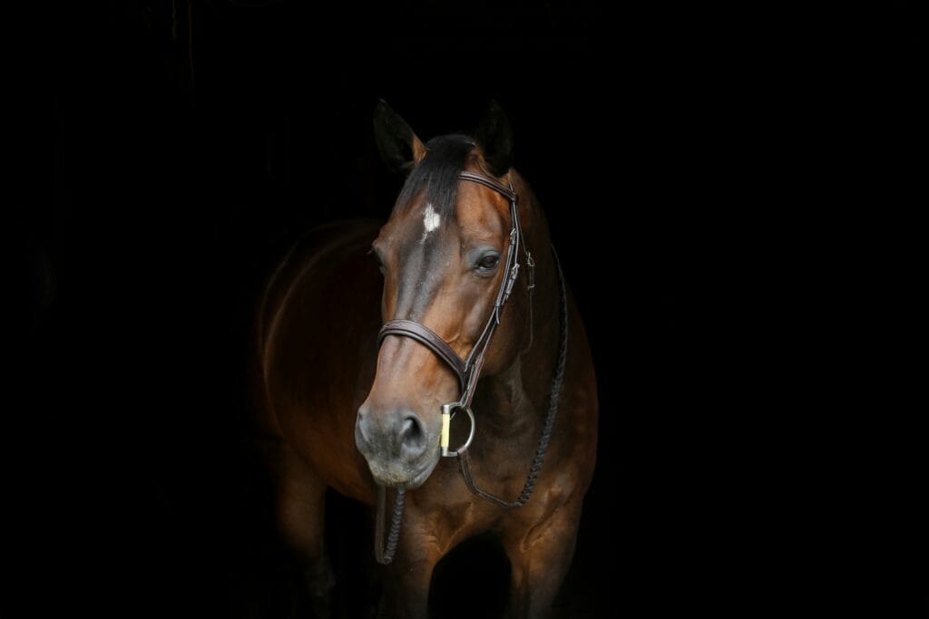 Equestrian Wellness Retreat Experience at Westerlands