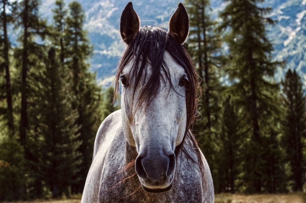 On the Hoof: Readers Favourite Horse Riding Breaks in Europe