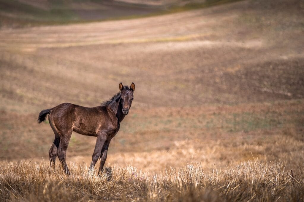 On the Hoof: Readers’ Favourite Horse Riding Breaks in Europe