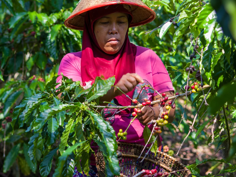 Espresso Information Recap, 23 Might: Indonesia goals to surpass Vietnam’s espresso manufacturing, George Jinyang Peng wins the 2025 Global Brewers Cup & alternative tales