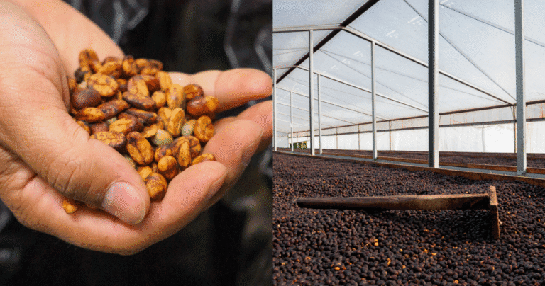 Infused coffees are diversifying – however will have to roasters embody all of them? Infused coffees are diversifying – however will have to roasters embody all of them?