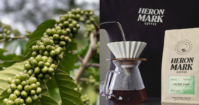 Robusta’s revival continues: What does it heartless for espresso manufacturers? Robusta’s revival continues: What does it heartless for espresso manufacturers?
