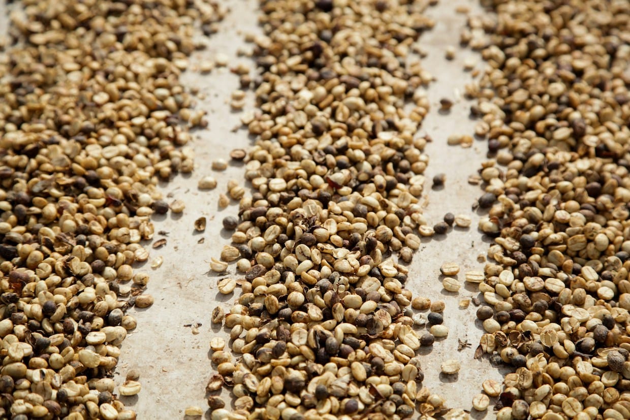 Exertions Allegations + Brandnew Ethiopian Espresso Public Sale Exertions Allegations + Brandnew Ethiopian Espresso Public Sale