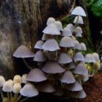 How to Supercharge Your Metabolism for Weight Loss Success