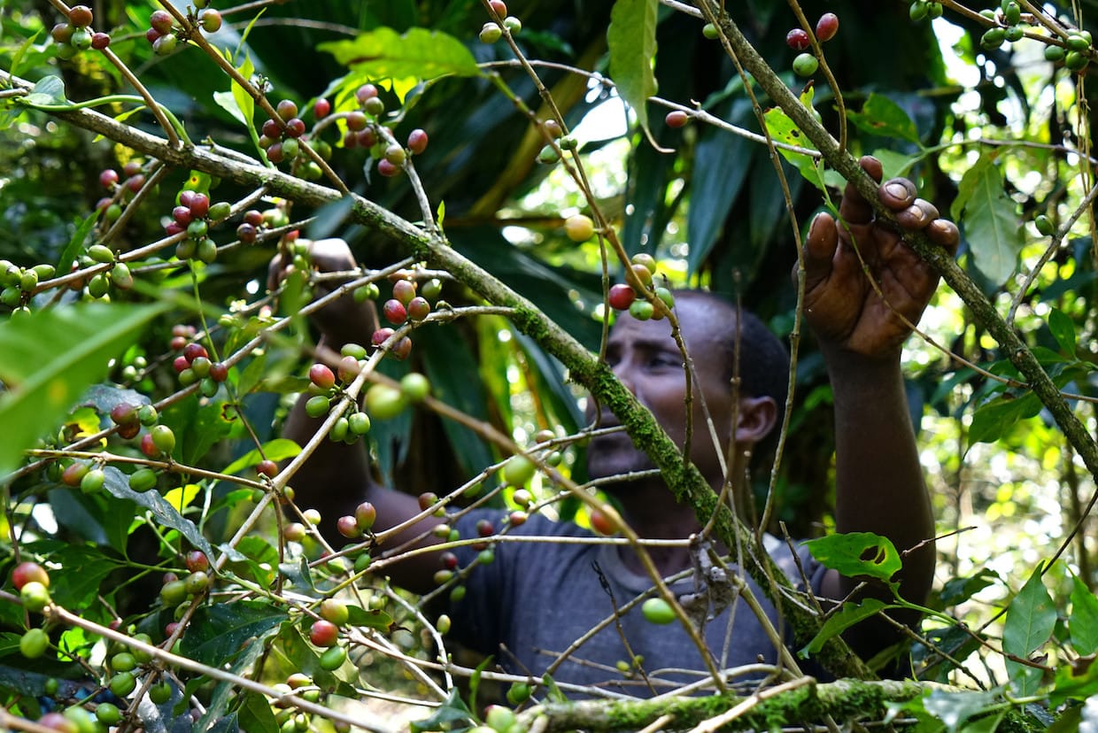 Farm Africa Outlines Type For Boosting Farmer Earning Time Curtailing Deforestation Farm Africa Outlines Type For Boosting Farmer Earning Time Curtailing Deforestation