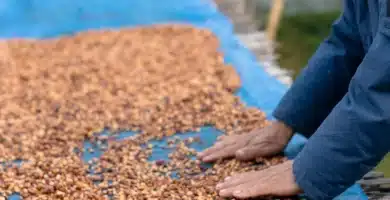 5 Years On, The Place Does The Trade Rise On Infused Coffees? 5 Years On, The Place Does The Trade Rise On Infused Coffees?