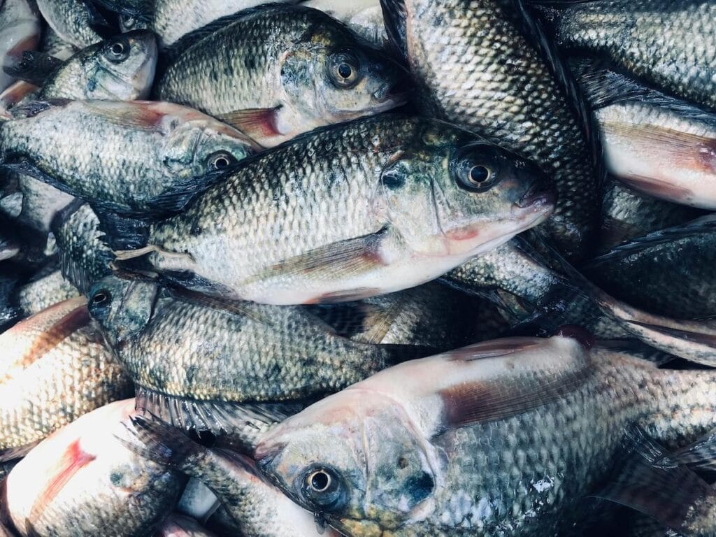 Parchment As Fish Meals + Us Investors Scurry To Land Brazil Parchment As Fish Meals + Us Investors Scurry To Land Brazil