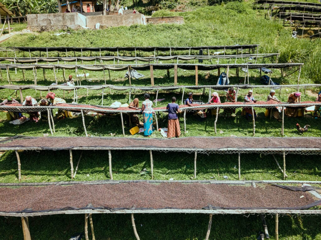 Perfect of Congo Sees A couple of 88+ Coffees, Public sale Ends Friday