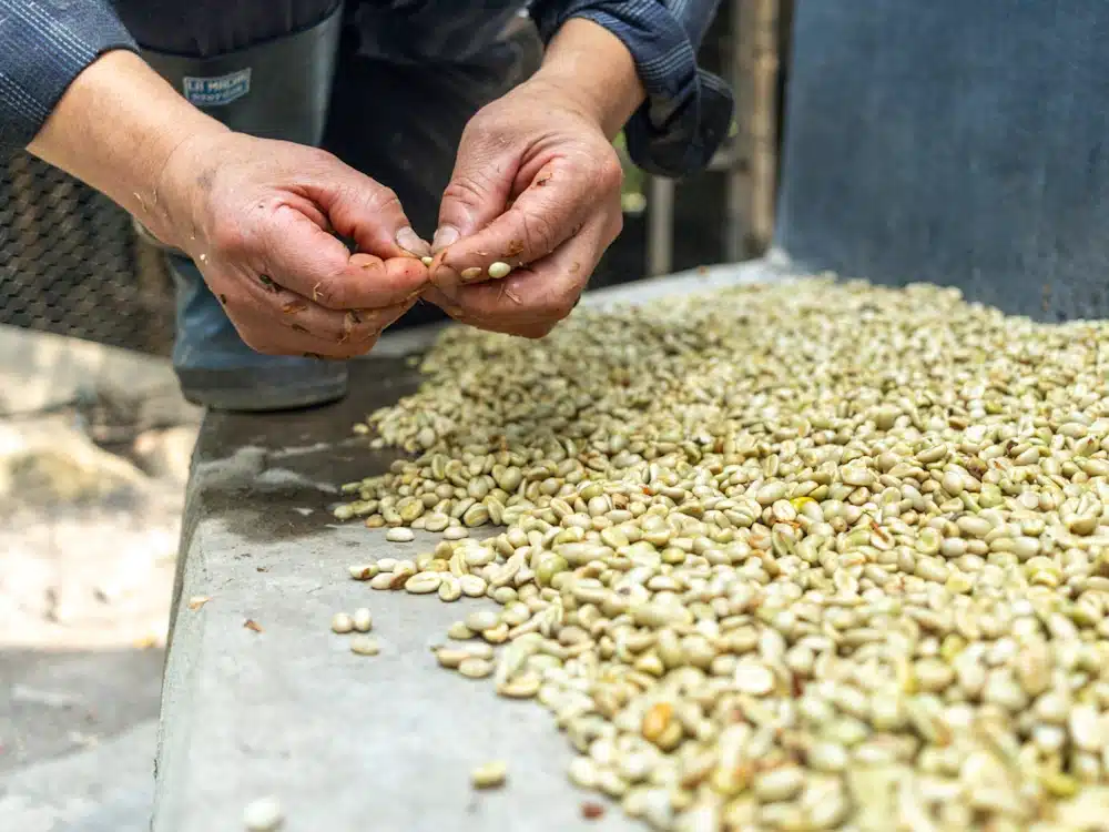 Espresso Information Recap, 1 Aug: US says espresso may well be released from price lists, PRF El Salvador to hurry park on 26 & 27 March 2026 & alternative tales