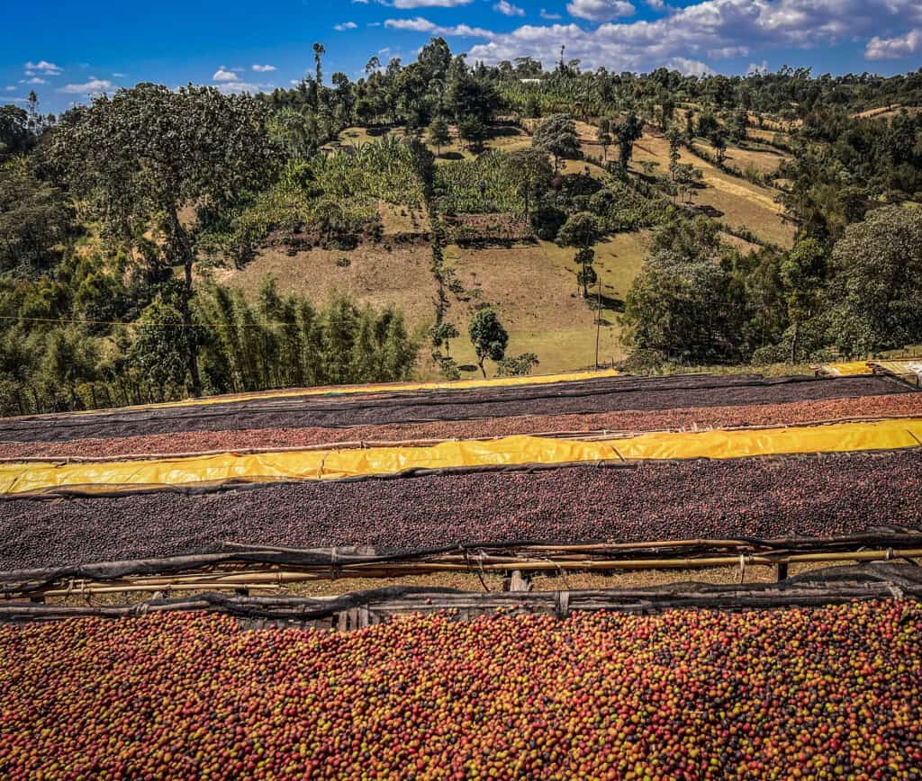 Custom Meets Innovation: Mocha Java Blends