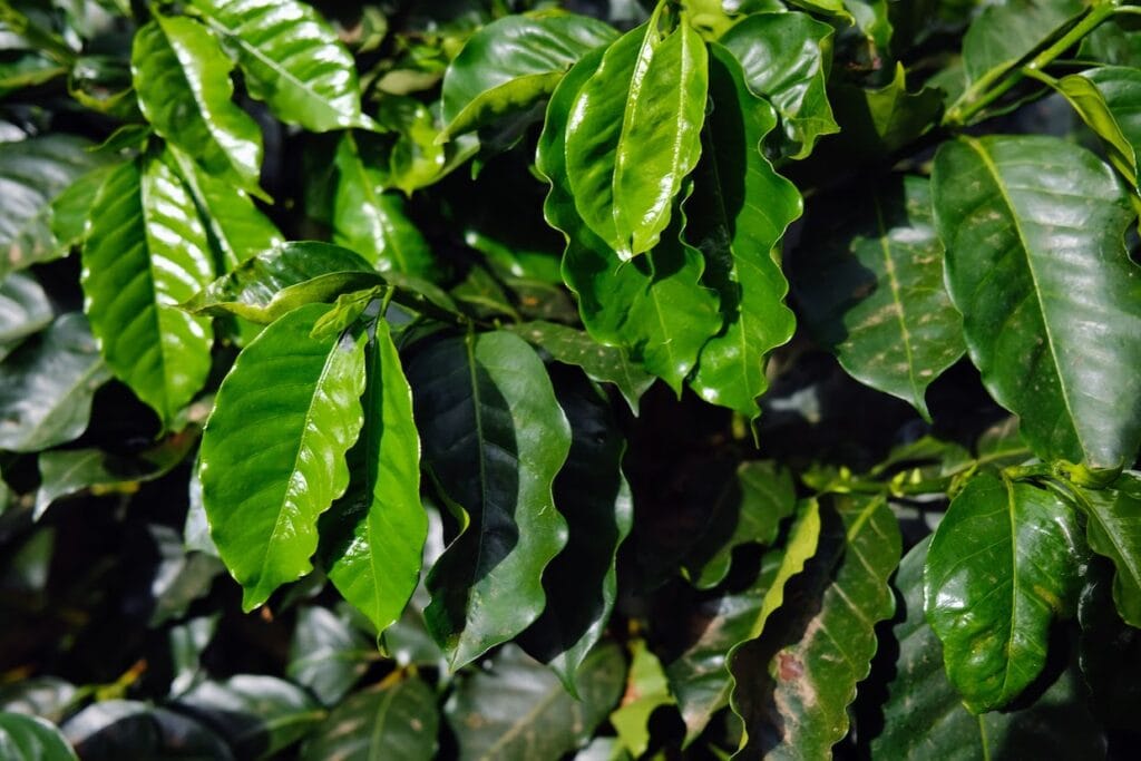Order Find out about in Yunnan Identifies Greatest Blackmails to Arabica Espresso