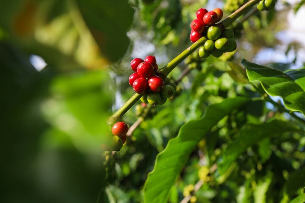 Main Lawsuit Replace + Public sale Form Highlighting African Coffees
