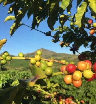 Direct Industry at Starting place: Brewing World Espresso Affect Direct Industry at Starting place: Brewing World Espresso Affect