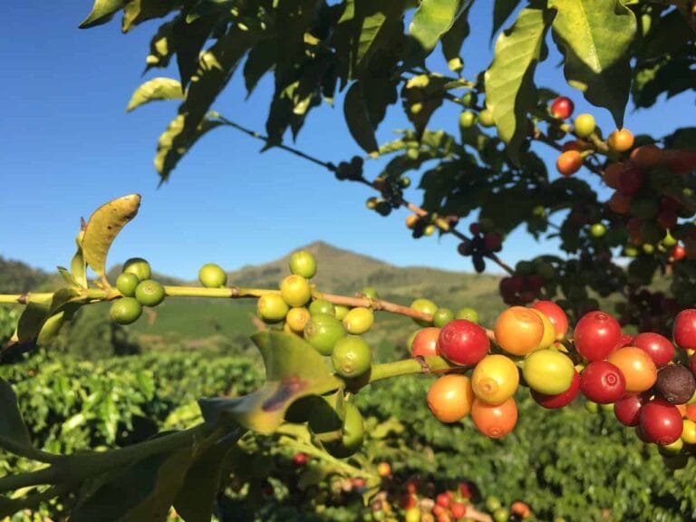 Direct Industry at Starting place: Brewing World Espresso Affect