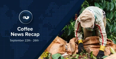 Espresso Information Recap, 26 Sep: Dubai café sells record-breaking Gesha for US0 in keeping with cup, Ecu Fee proposes backup one-year lengthen to EUDR & alternative tales