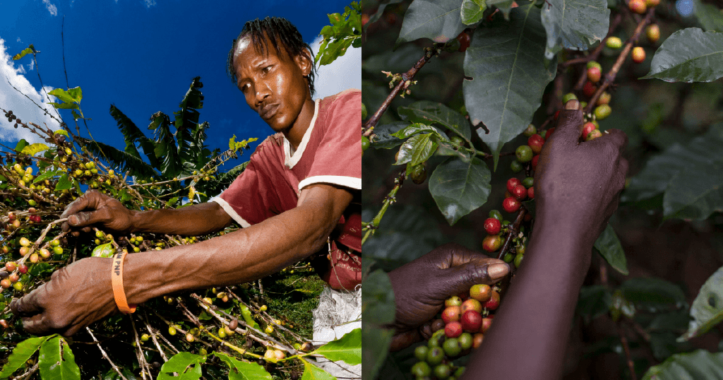 How Jamaica’s espresso sector is evolving