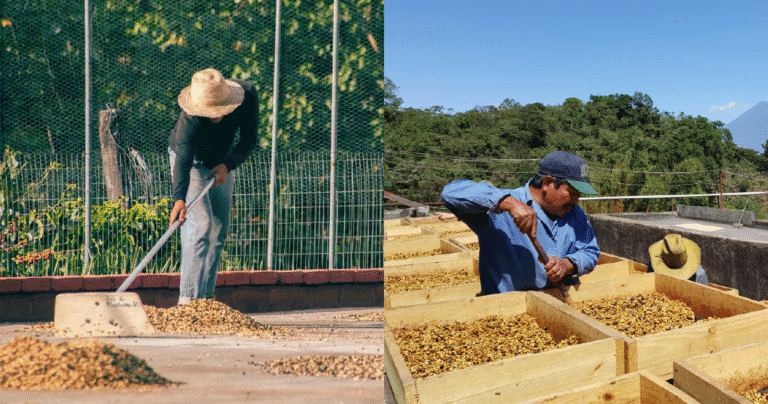 How roasters can get ready for espresso worth volatility How roasters can get ready for espresso worth volatility