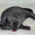 Mastering Fat Oxidation: Expert Tips for Achieving Your Fitness Goals