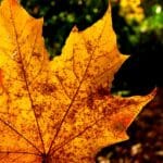 Metabolism Myths Debunked: Separating Fact from Fiction