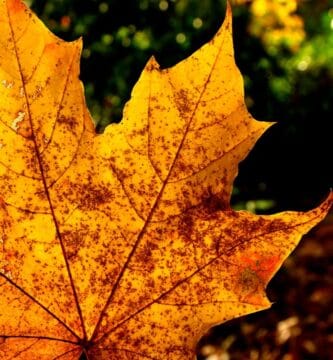 Metabolism Myths Debunked: Separating Fact from Fiction Metabolism Myths Debunked: Separating Fact from Fiction