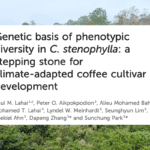 Untouched Analysis Displays Guarantee for Stenophylla Breeding