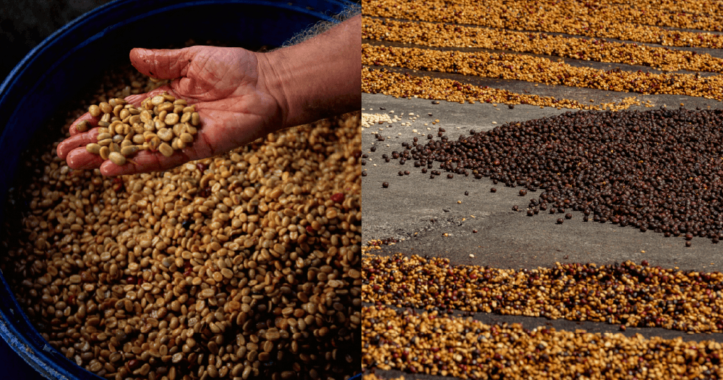 Why co-fermented coffees are turning into a division of their very own