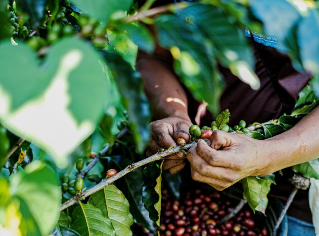 Espresso’s Meals Paradox + Texas Distinctiveness Chain Increasing Espresso’s Meals Paradox + Texas Distinctiveness Chain Increasing