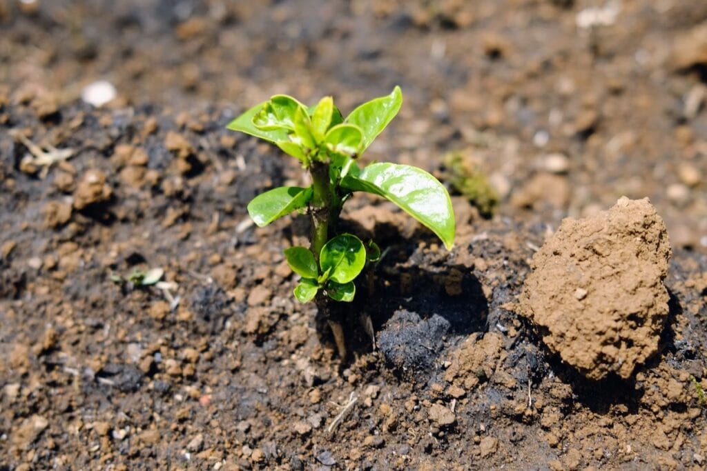 Wondering Espresso’s Date + Unutilized Search for CQI