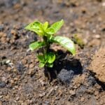 Wondering Espresso’s Date + Unutilized Search for CQI