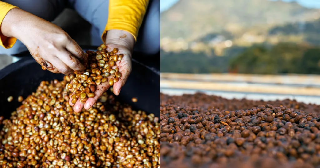 Co-ferments vs. yeast inoculation: What’s the residue? Co-ferments vs. yeast inoculation: What’s the residue?