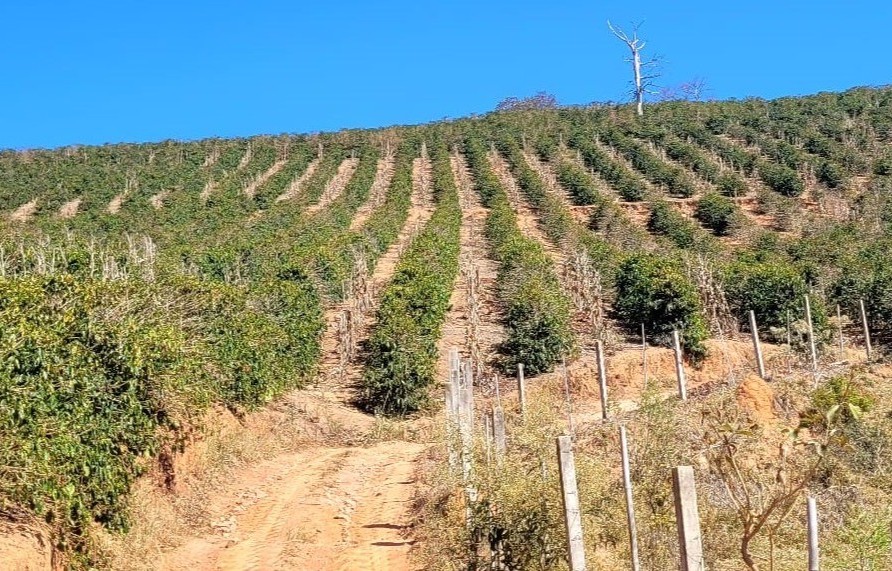 What the 2025 Brazil Espresso Harvest Can Train Us In regards to the Moment What the 2025 Brazil Espresso Harvest Can Train Us In regards to the Moment